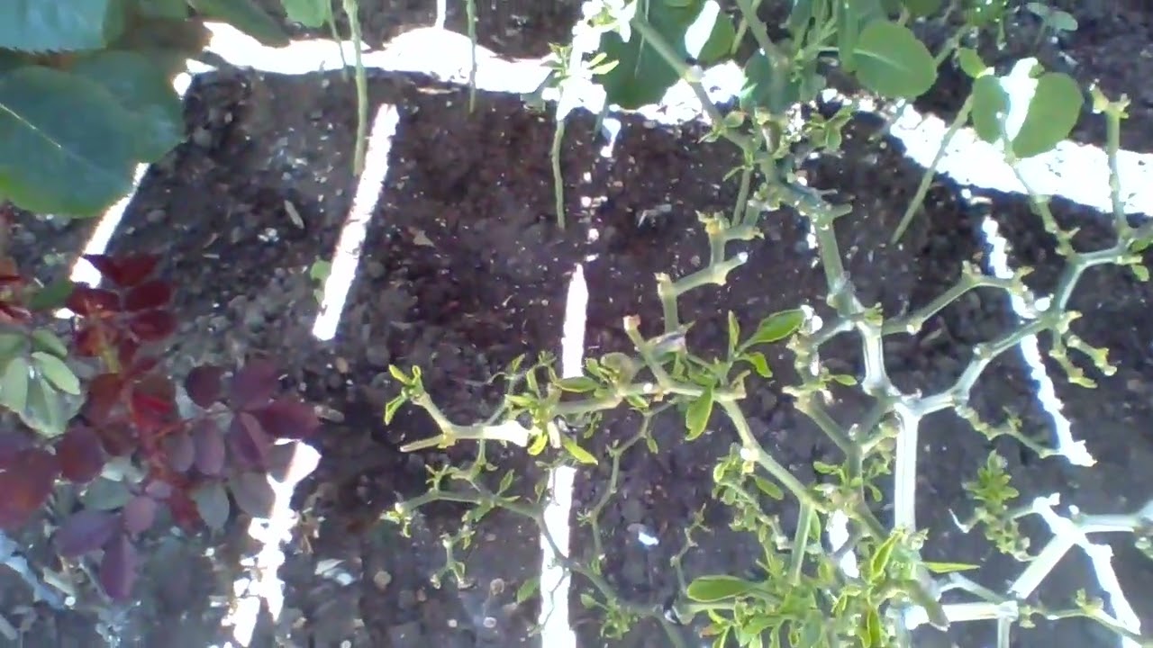 Horta parte 2