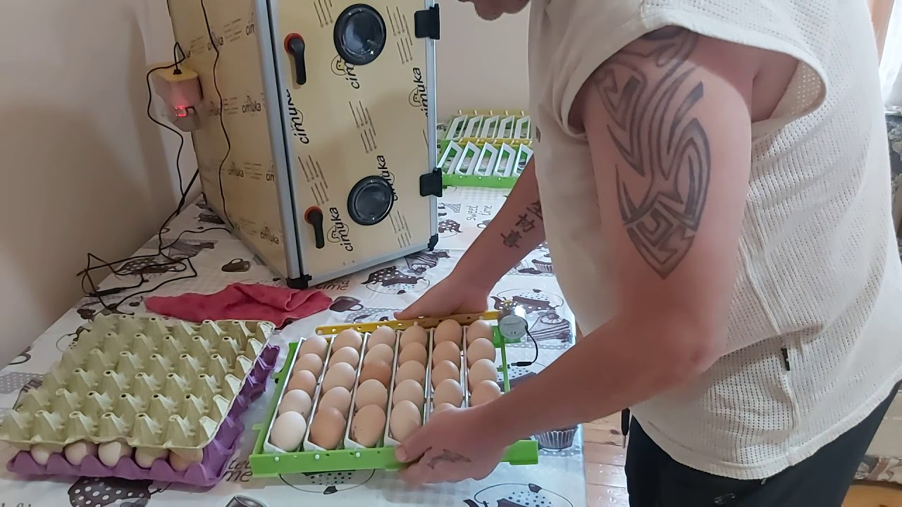 Kuluçka makinesini yükledik