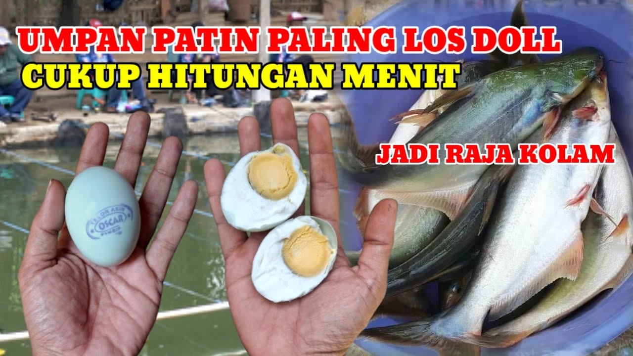 UMPAN IKAN PATIN KOLAM HARIAN SUSAH MAKAN‼️LANGSUNG TES