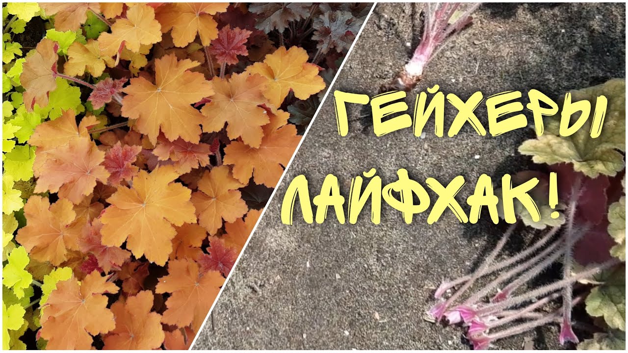 Żubr&oacute;wka, żurawka, tiarella. Co dalej? Życiowa porada! Rośliny ozdobne w moim ogrodzie