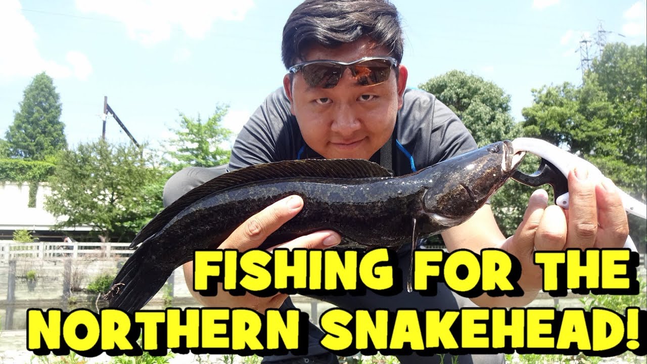 Chasing SNAKEHEADS in a PHILLY CANAL! (PERSISTENT FISH!)