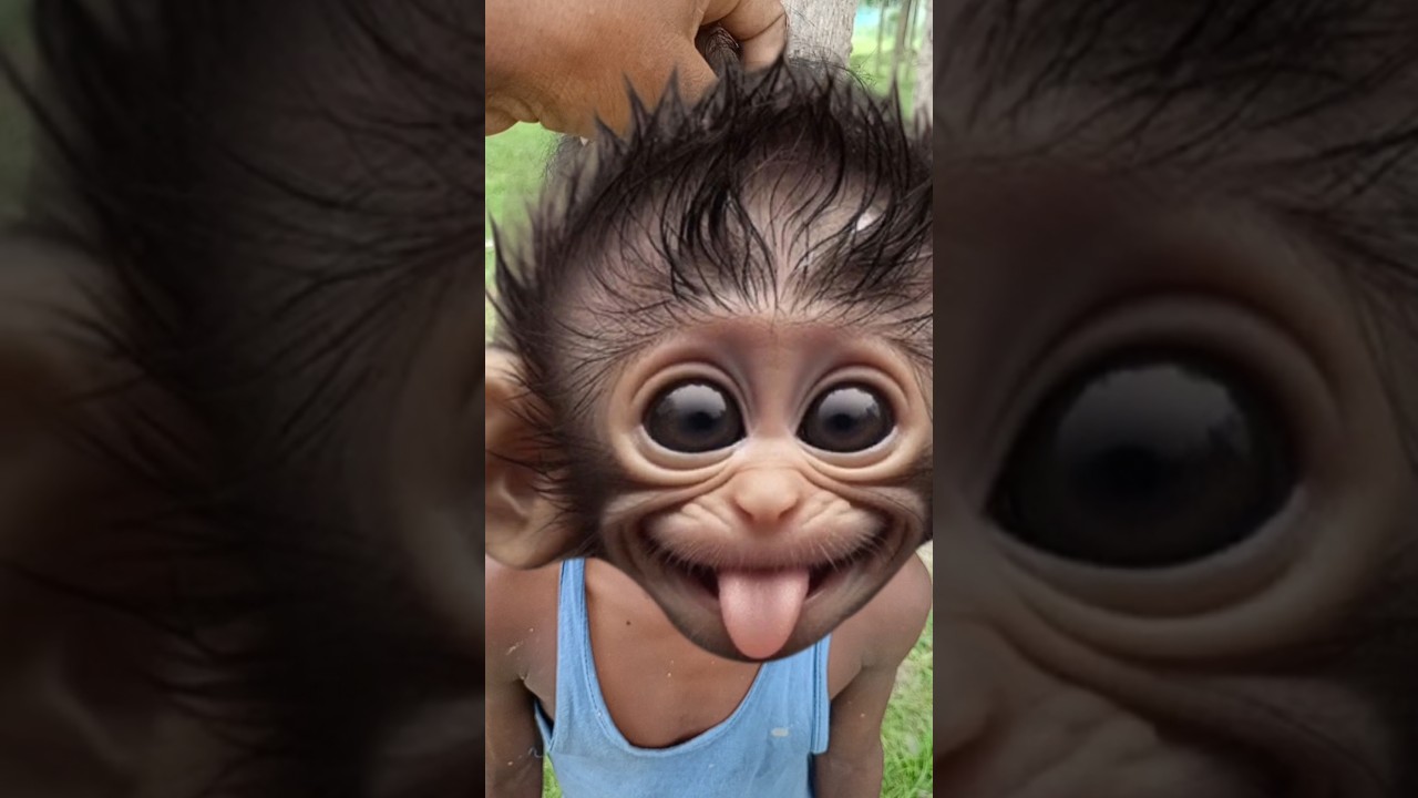 bandar ki chamki 😂❤️ #shorts #funny #video #trending