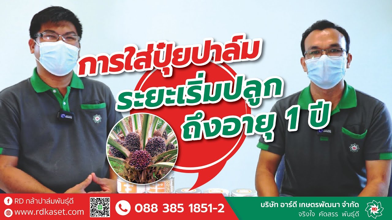 #ไขข้อสงสัยไปกับอาร์ดี  การใส่ปุ๋ยปาล์ม ระยะเริ่มปลูกถึง1ปี แบบเจาะลึก