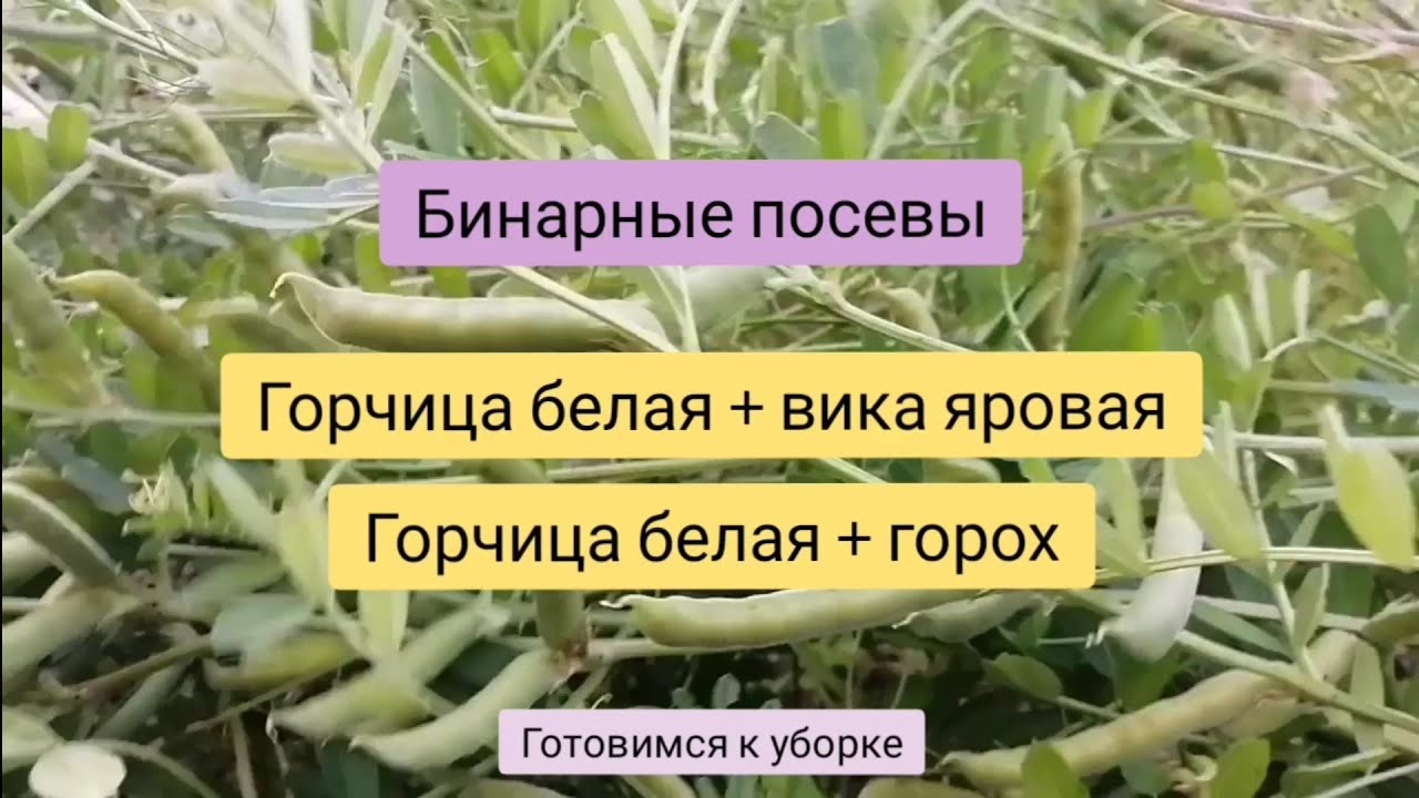 Бинарные посевы. Горох+горчица, вика+горчица