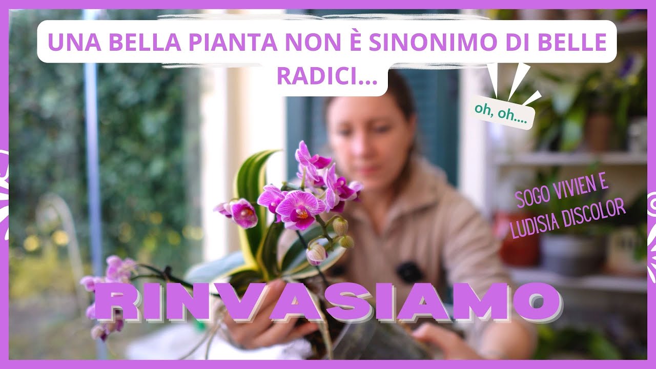 Rinvasiamo due orchidee, la phalaenopsis Sogo Vivien in fiorirtura e la Ludisia discolor.