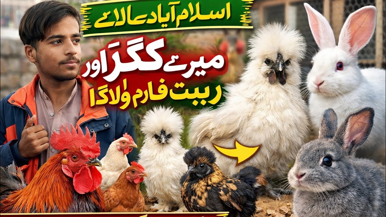 “اسلام آباد سے لائے سپیشل کوکڑ اور ریبٹس!”.  “Special Roosters and Rabbits Brought from Islamabad!”