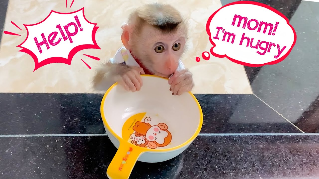 Monkey Puka took the bowl to find Mom asking for food