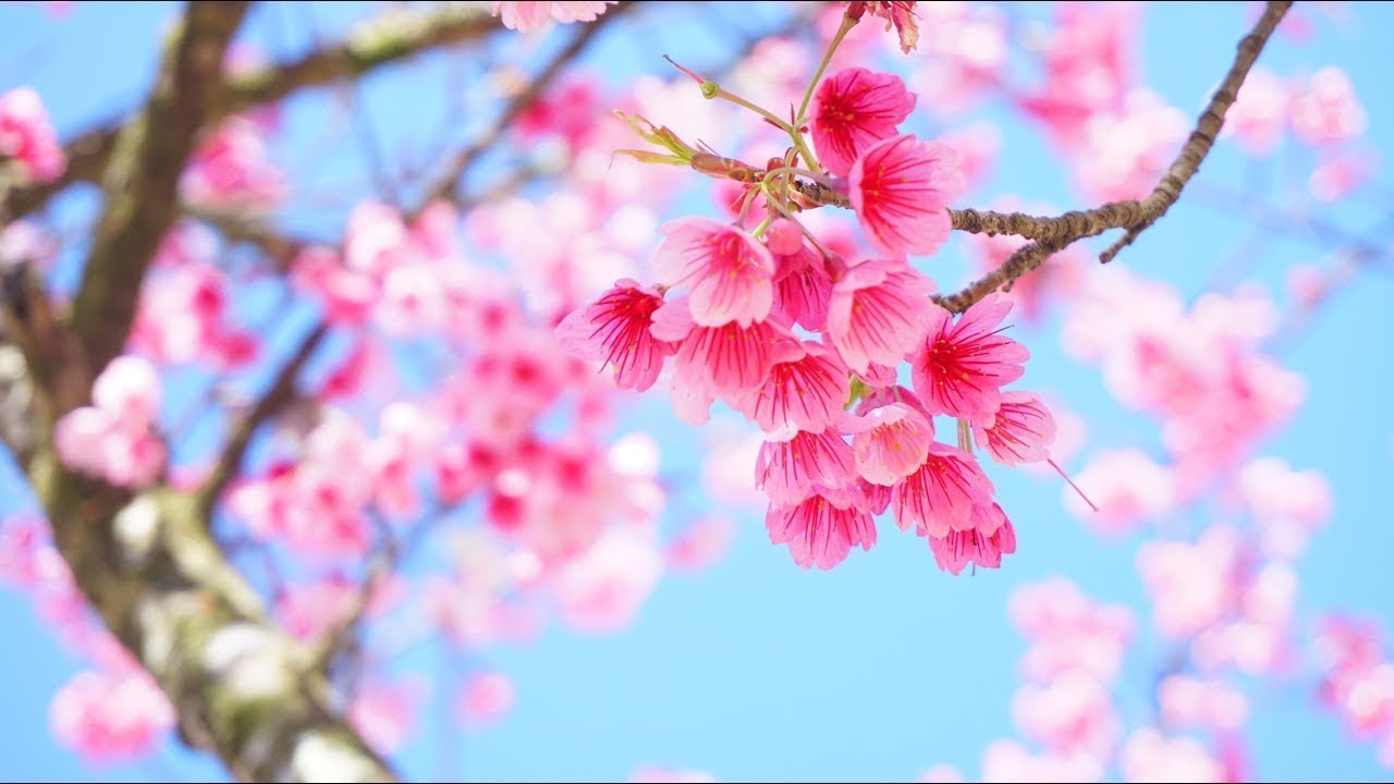 Relajaci&oacute;n M&uacute;sica Japonesa ♫ M&uacute;sica Relajante para Dormir, Meditar, Estudiar y Trabajar