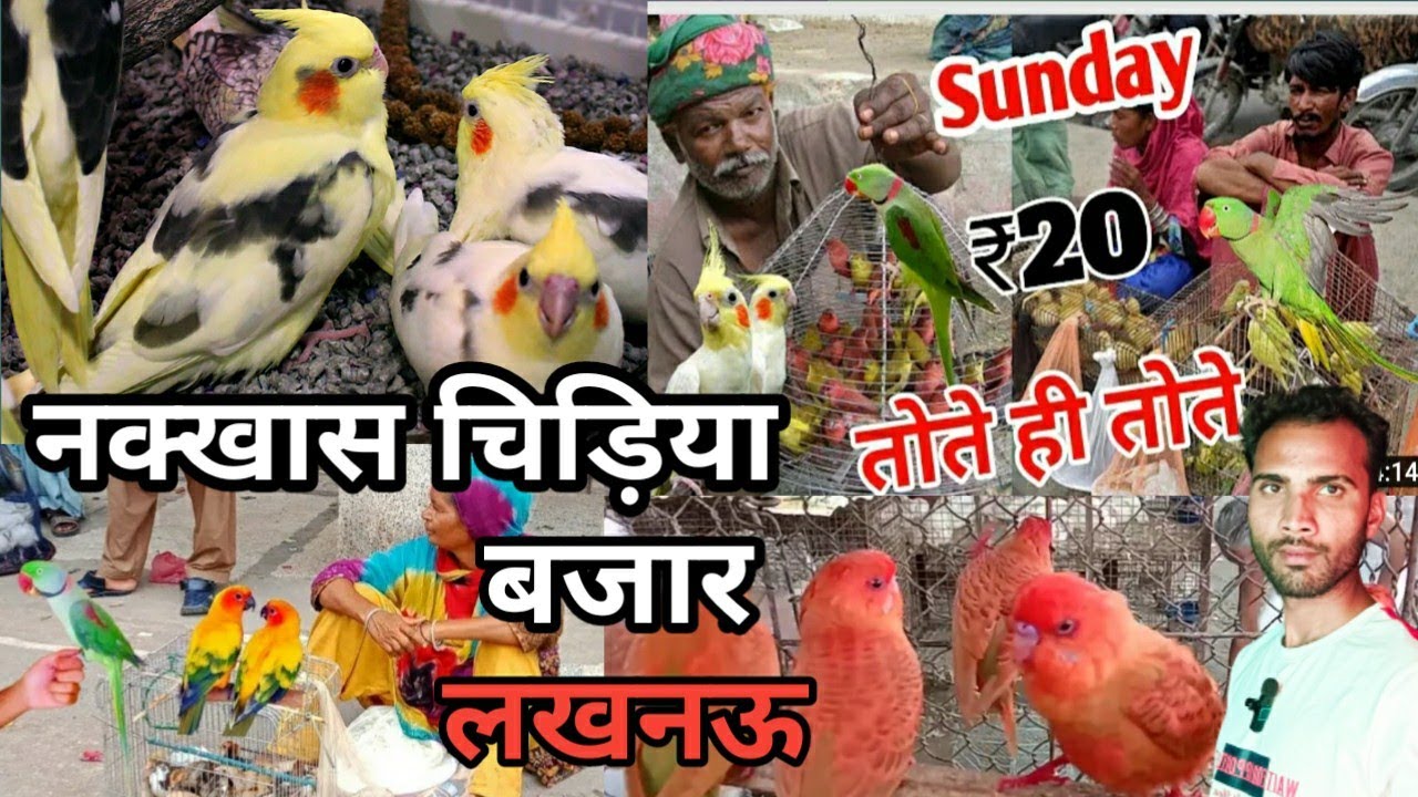 Lucknow Bird Market||Lucknow Bird Market ||Nakhas Bird Market ||Pet Market Lucknow||@ActiveRahul