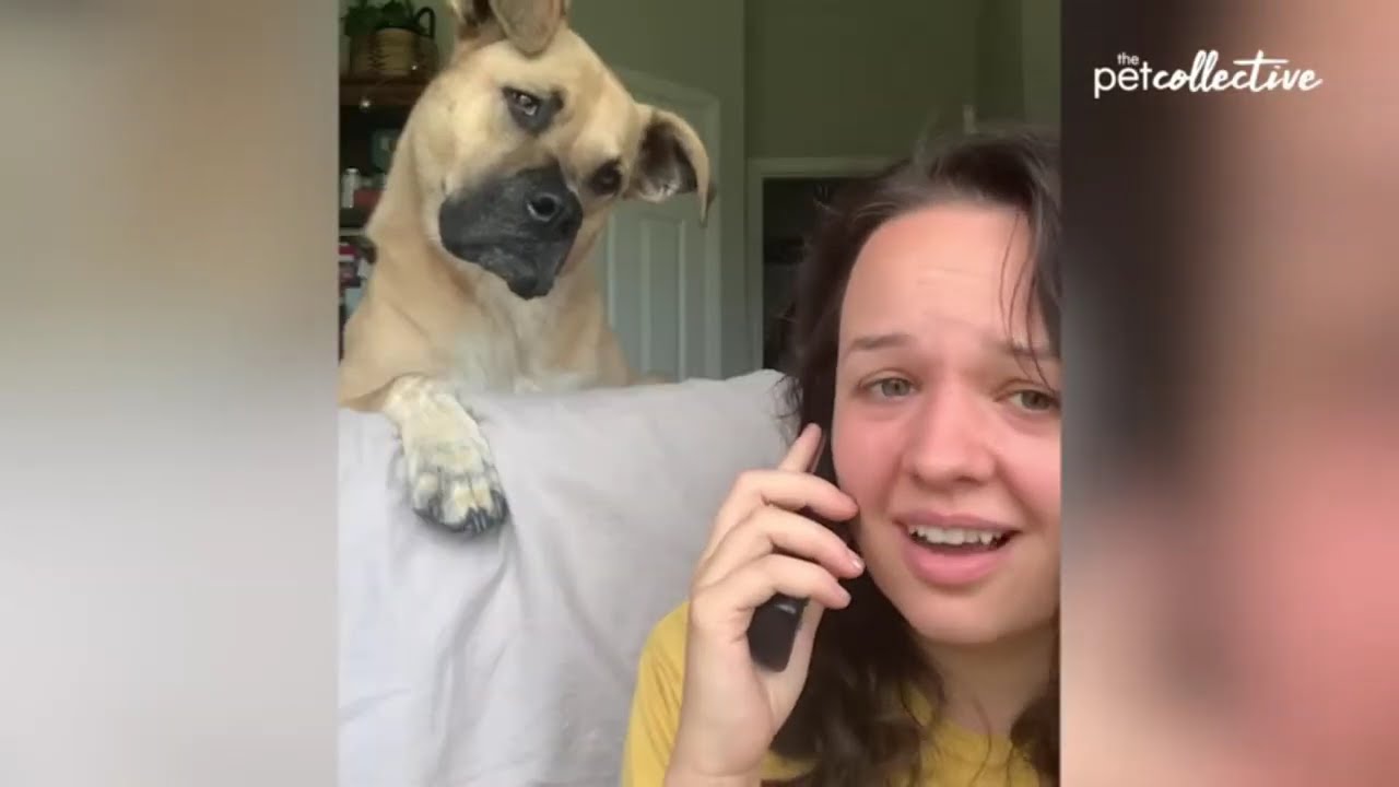 Funny Dogs Being Goofy | Hilarious Dog Compilation🐶😂