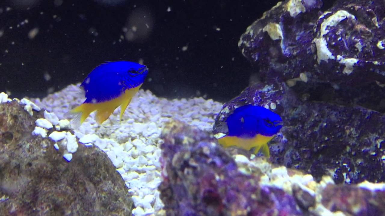 Species Spotlight Season 2 - The Kupang Damsel - Episode 25