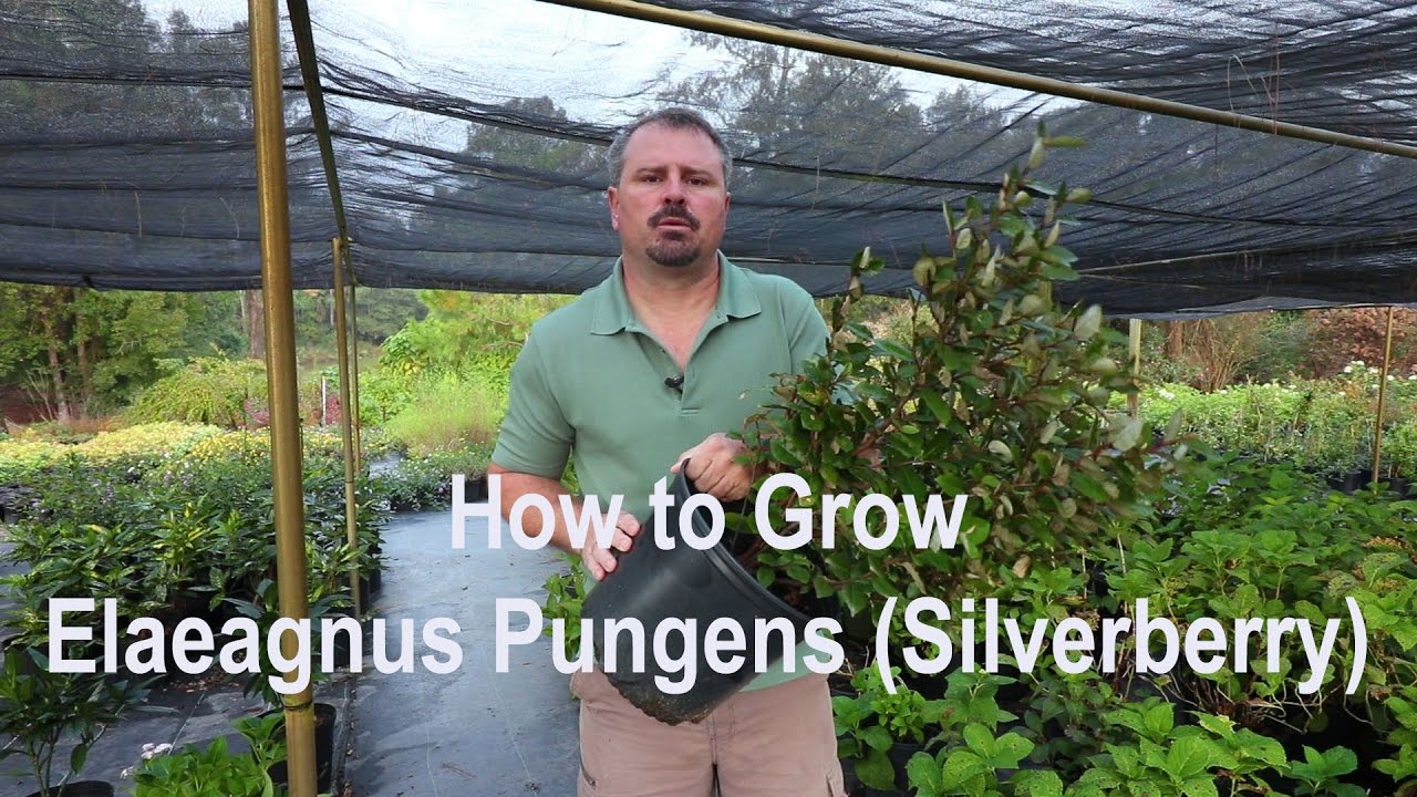 How to grow Elaeagnus Pungens (Silverberry) with a detailed description