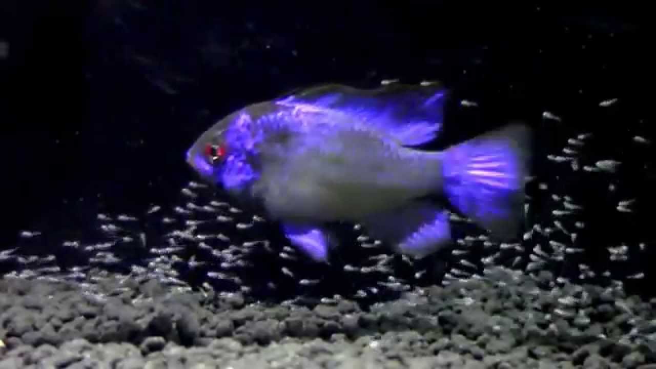 Ramirezis Electric Blue - Breeding