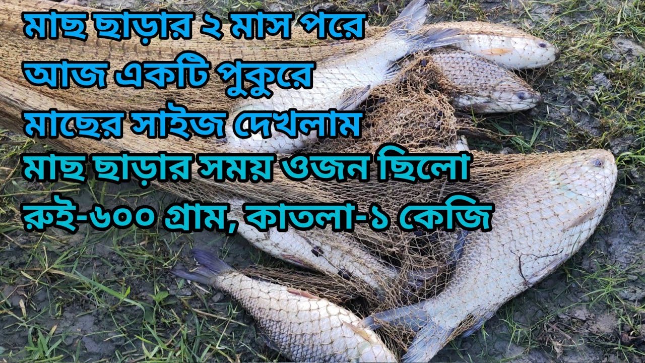 আজ ২ মাস পরে আমাদের ৫৫ শতক জলকরে একটি পুকুরে জাল ফেলে মাছ দেখলাম