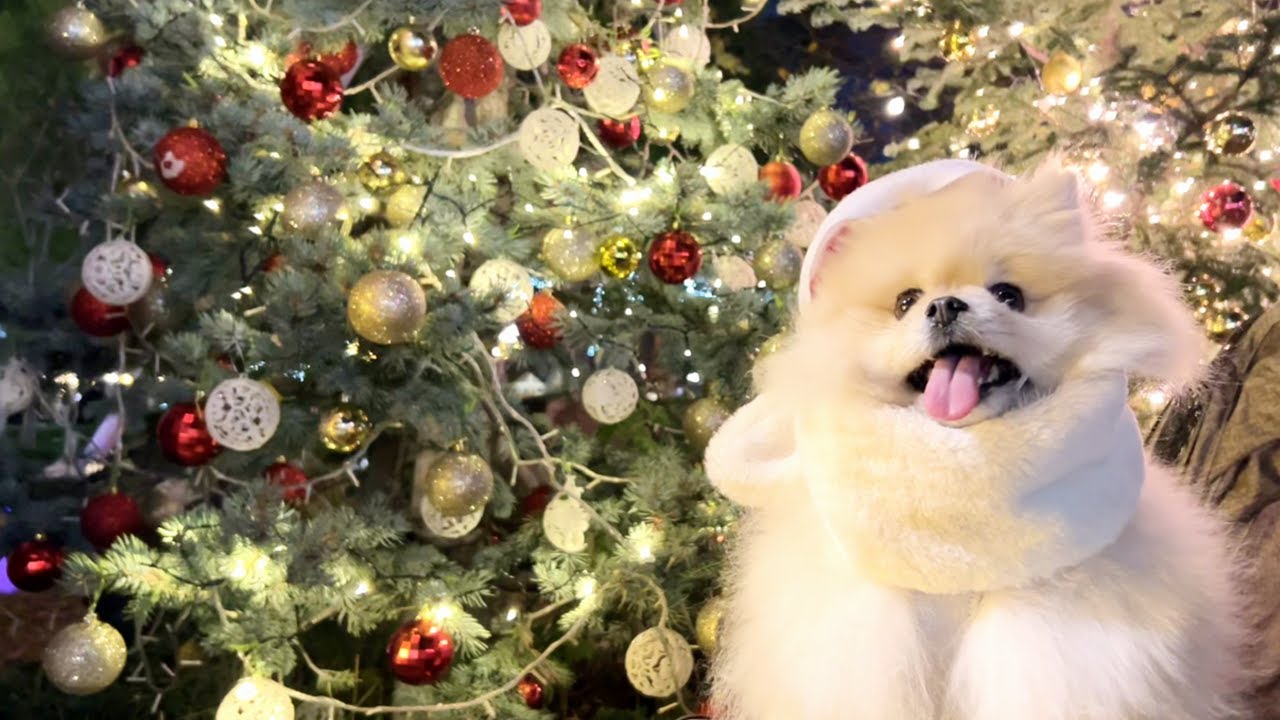Xmas一色のてんしばにモチもニコニコです！【Xmas2023】