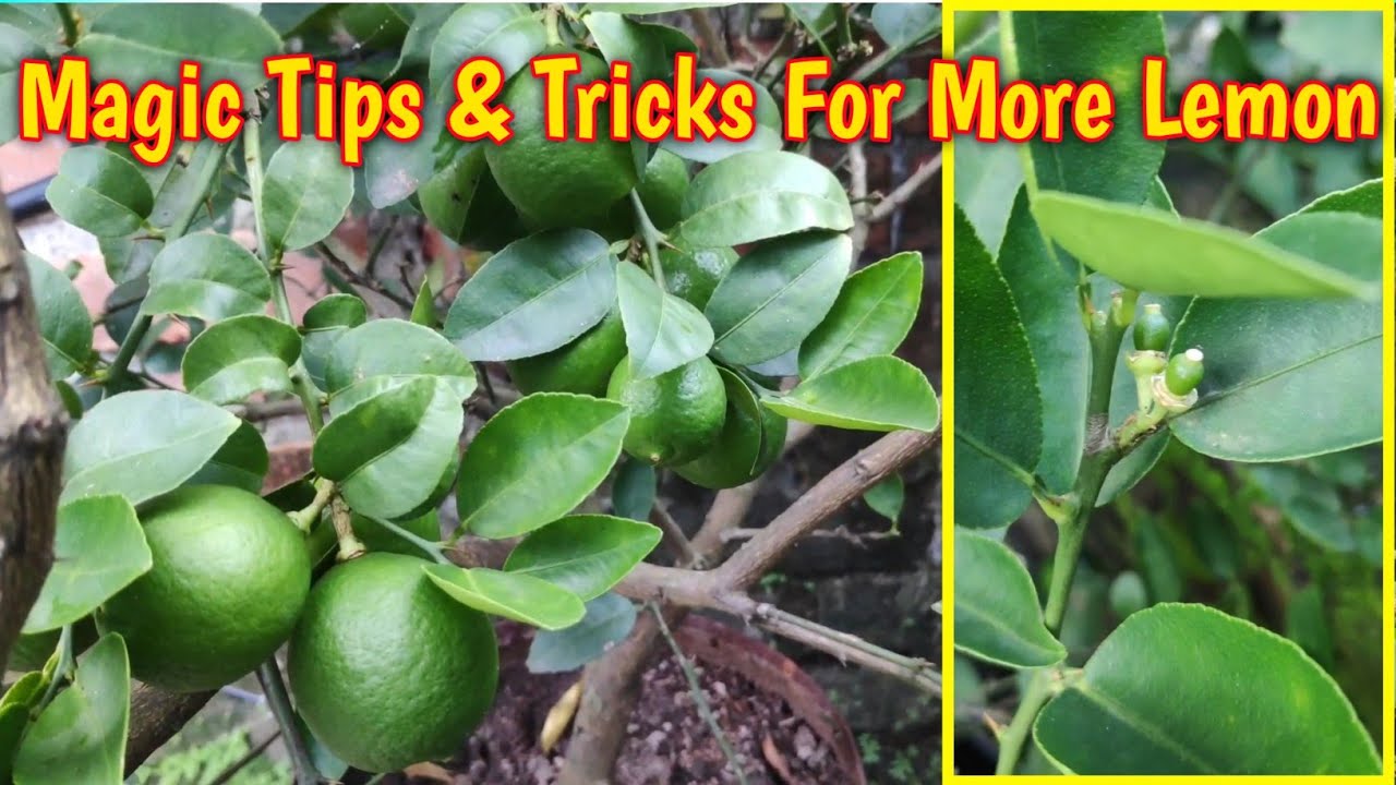 Nimbu Ke Paudhe Ka Care | Lemon Plant Care | Tips And Tricks | IN HINDI |