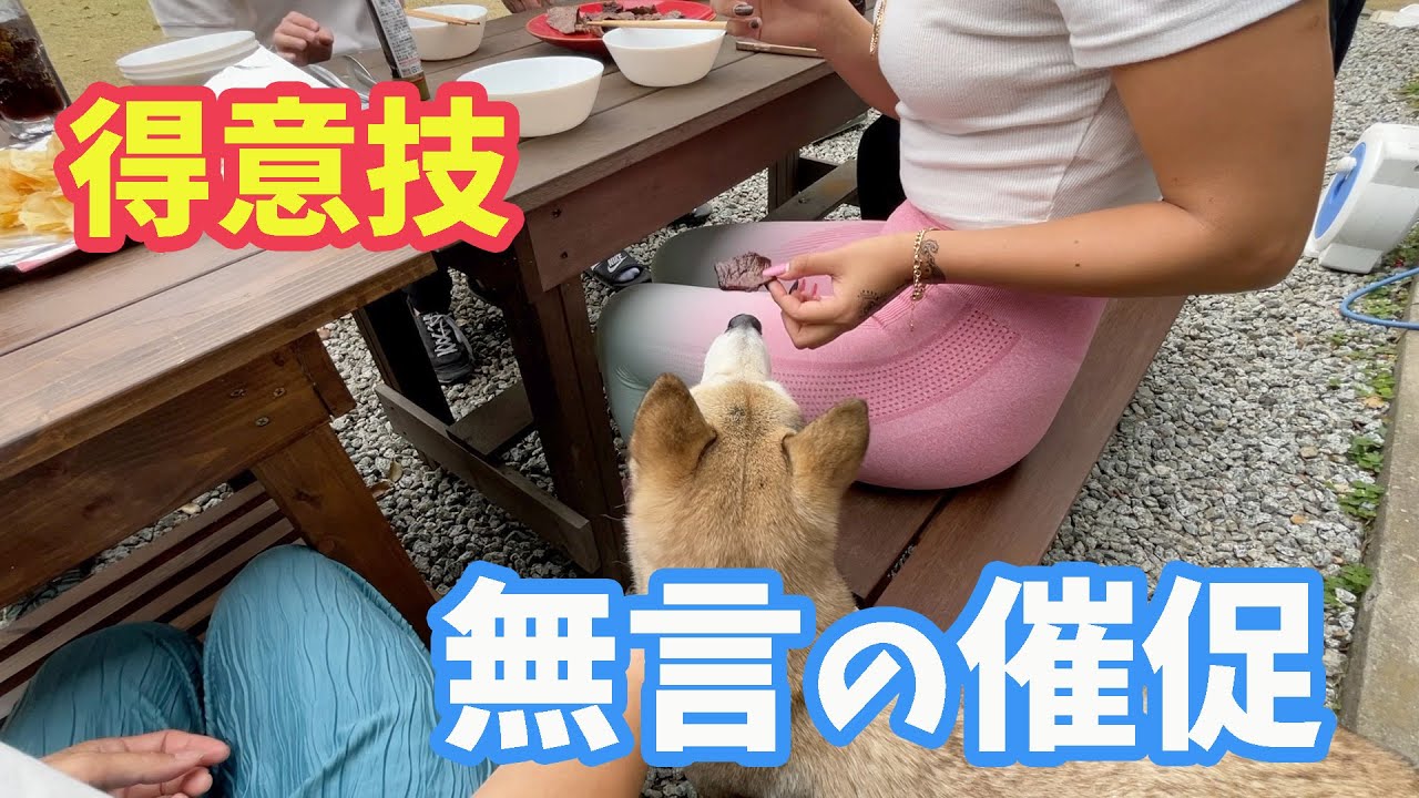【肉祭り🥩】犬同士で遊ばず美女の間で肉乞いする、あざとい愛犬😂【淡路島の絶景古民家 鮫家】