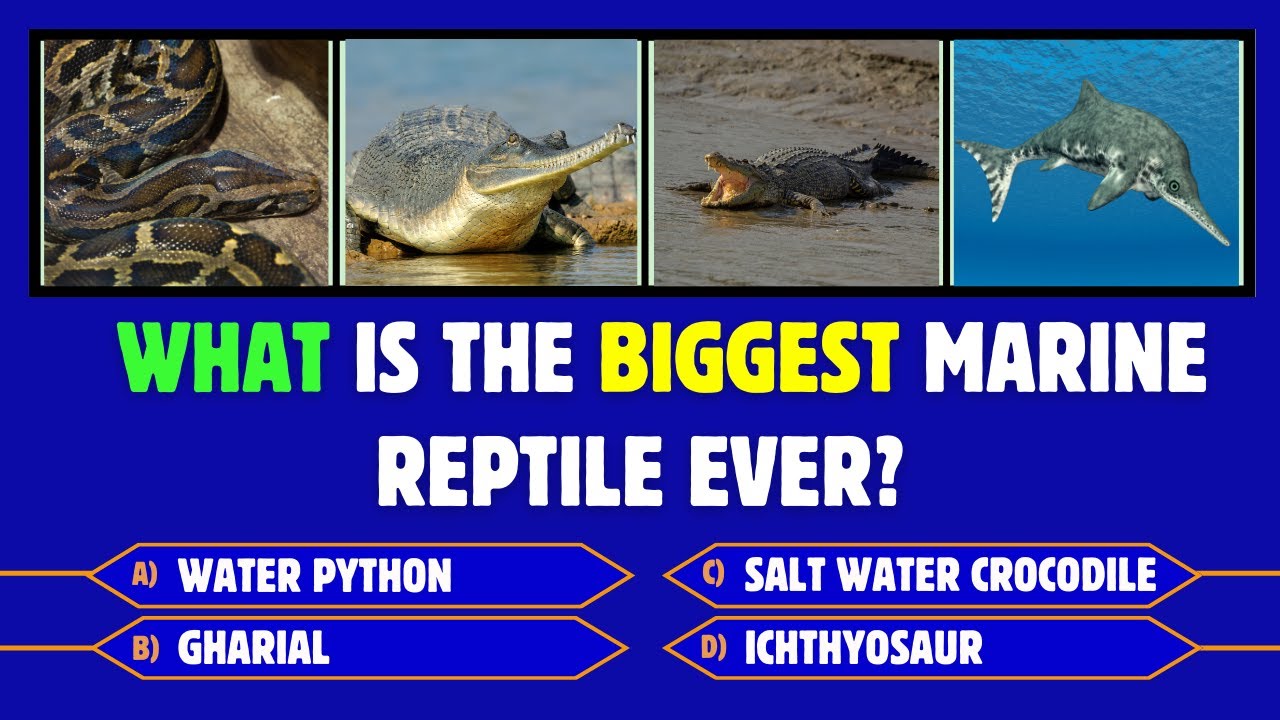 Aquatic Reptiles | Sea Animals | Marine Reptiles | Sea Animals Quiz | Water-Loving Reptiles 🐢🐊