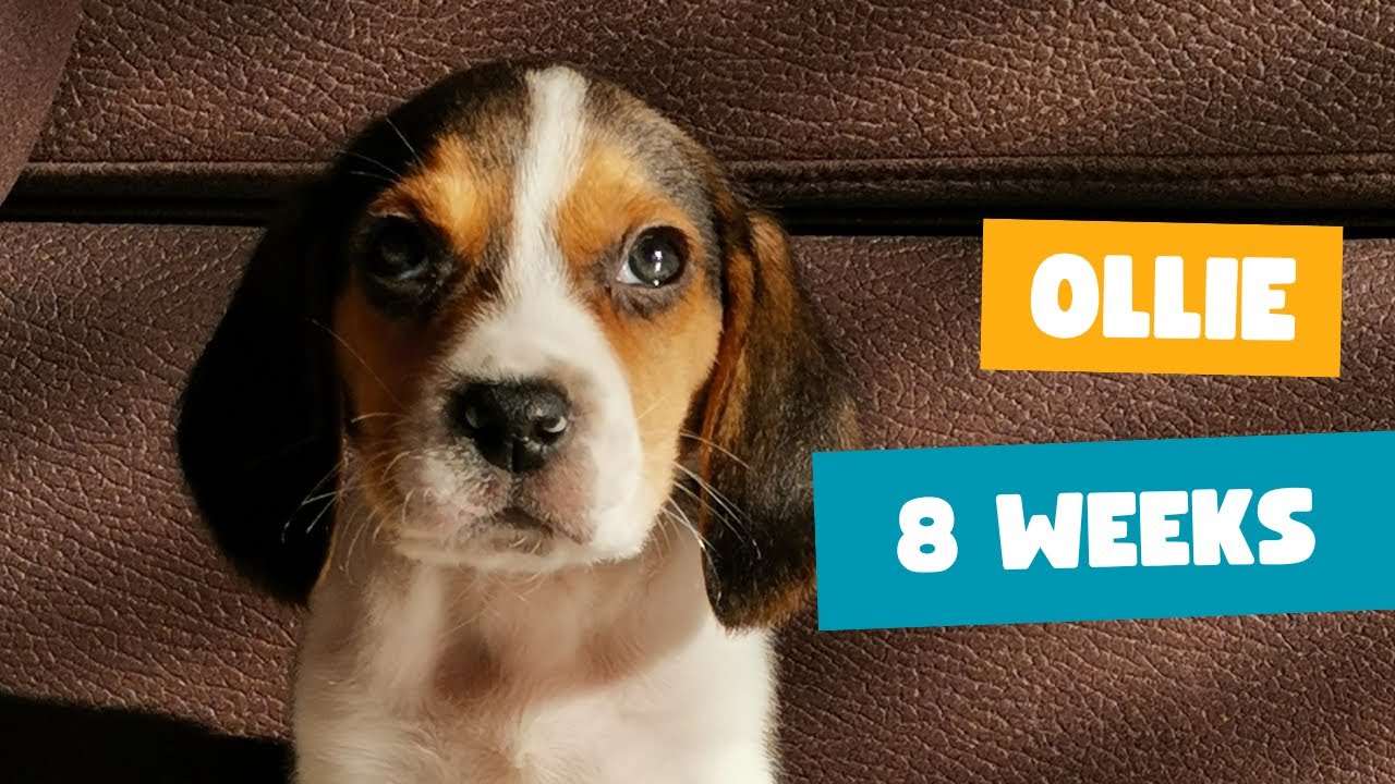 Cute beagle puppy (8 weeks old) - Playing & sleeping!