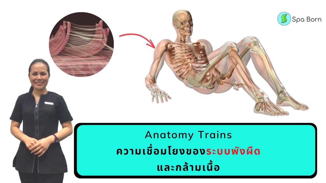 การเชื่อมต่อของระบบผังผืดและกล้ามเนื้อ (อะนาโตมีเทรนส์)