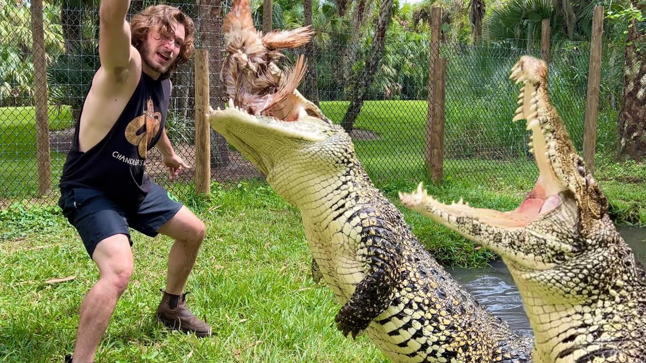 New RARE Crocodile joins the Family! ￼