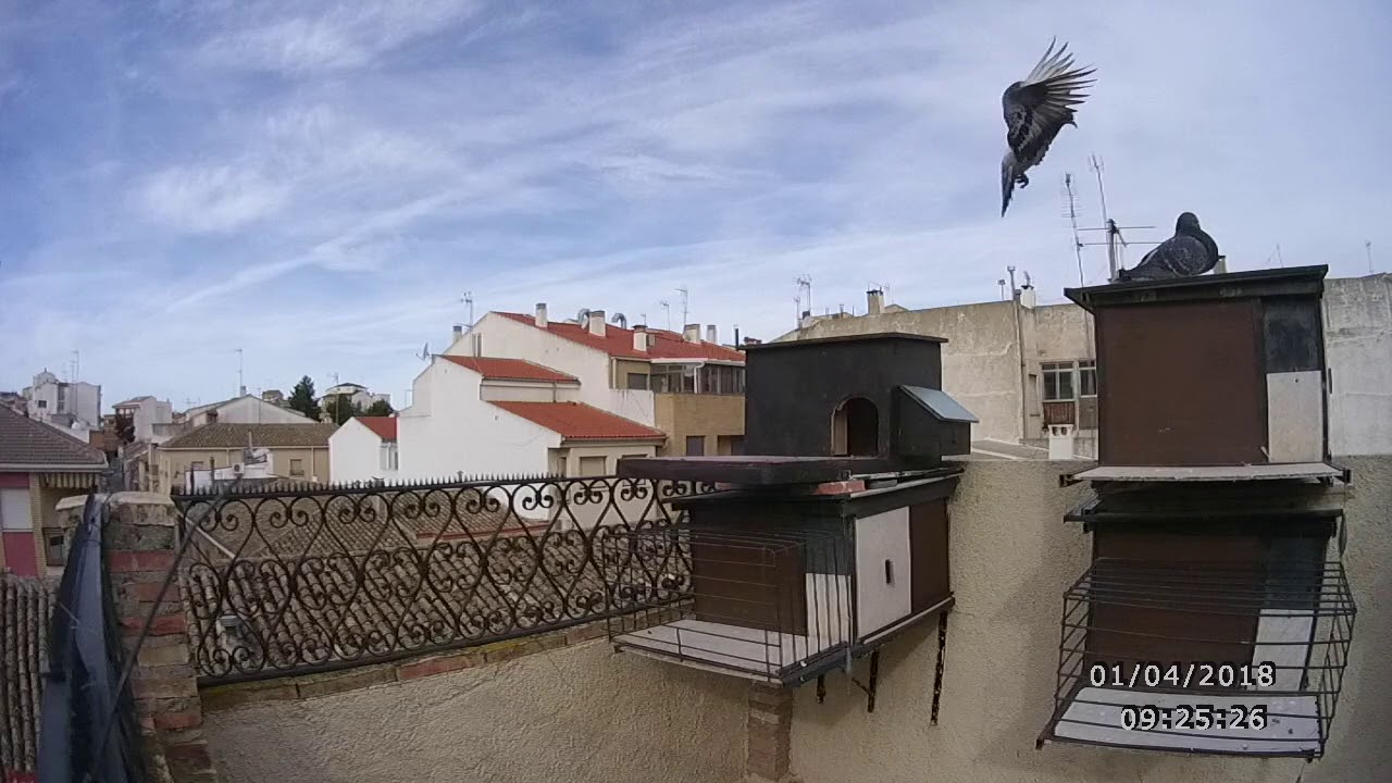 Chato Manchego. M&aacute;s capturas.