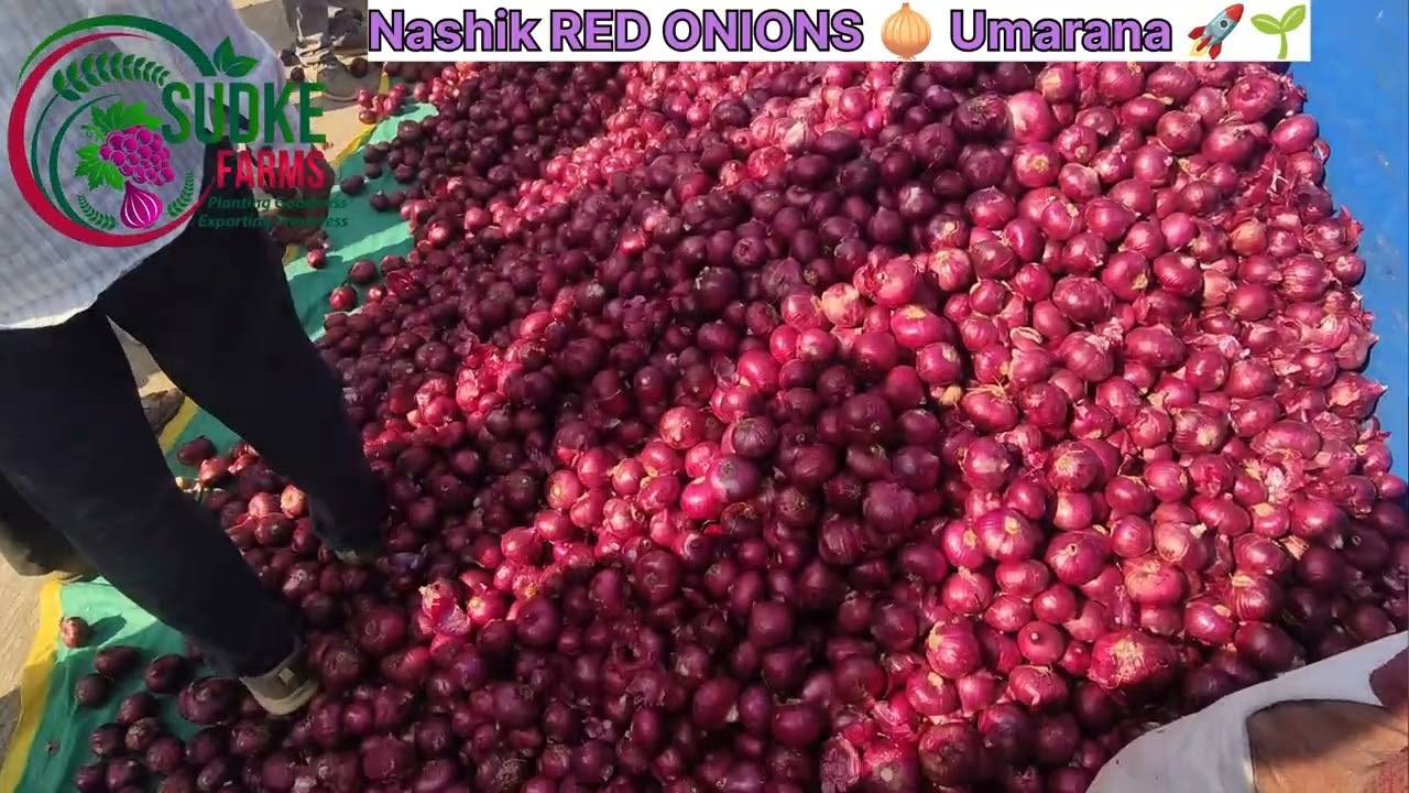 NASHIK RED ONIONS UMRANE Market 🚀🌱🧅🌱🚀 