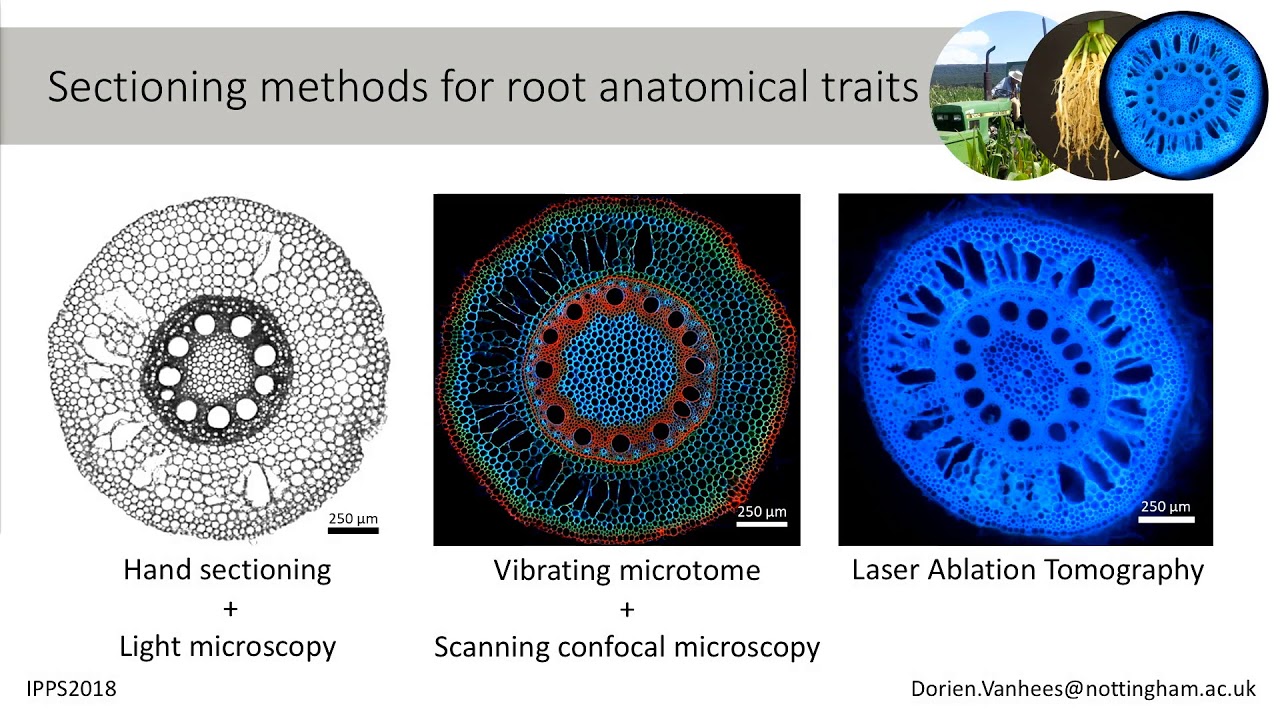 Phenotyping underground: anatomical traits of roots under compaction | Dorien Vanhees