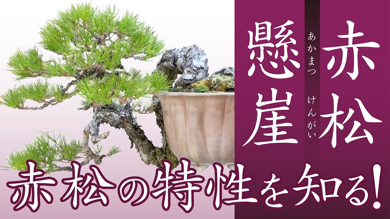 【赤松懸崖】立ち上がり幹の動きに厳しさが感じられる赤松