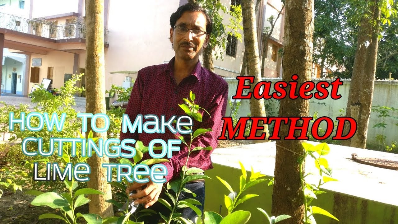 How to grow Cuttings  of LIME / LEMON Tree with full updates