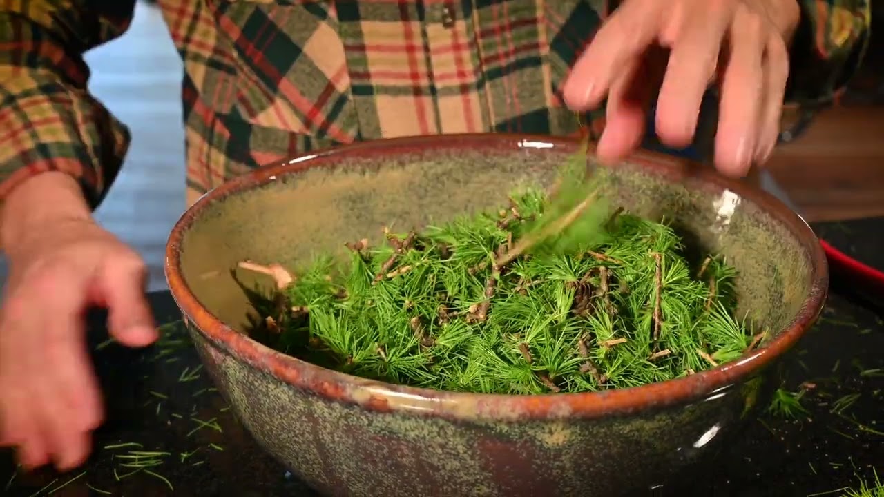 Ein Hydrolat entsteht - Larix decidua/Lärche. BY REASONANZ.