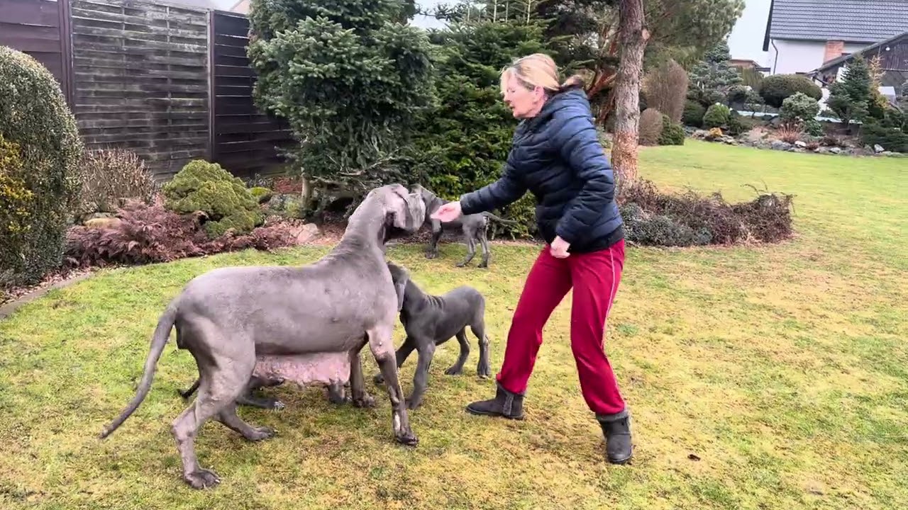 Great Dane Blue, vrh E 13.11.2025 a 12 weeks 