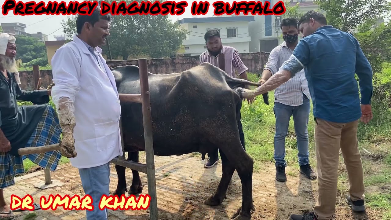 Pregnancy diagnosis in cow & buffalo lगाय भैंस गर्भ जाँच क़ैसे करें l गर्भ जाँच की जानकारी देते हुए