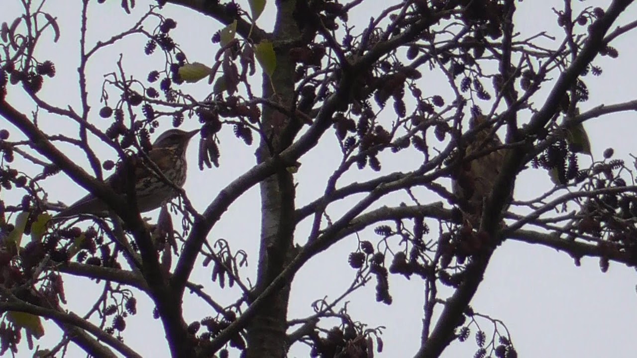 Redwing / Droździk (Turdus iliacus)