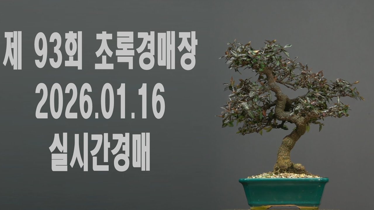 제93회 초록분재경매장 26.01.16.(금) 실시간 경매