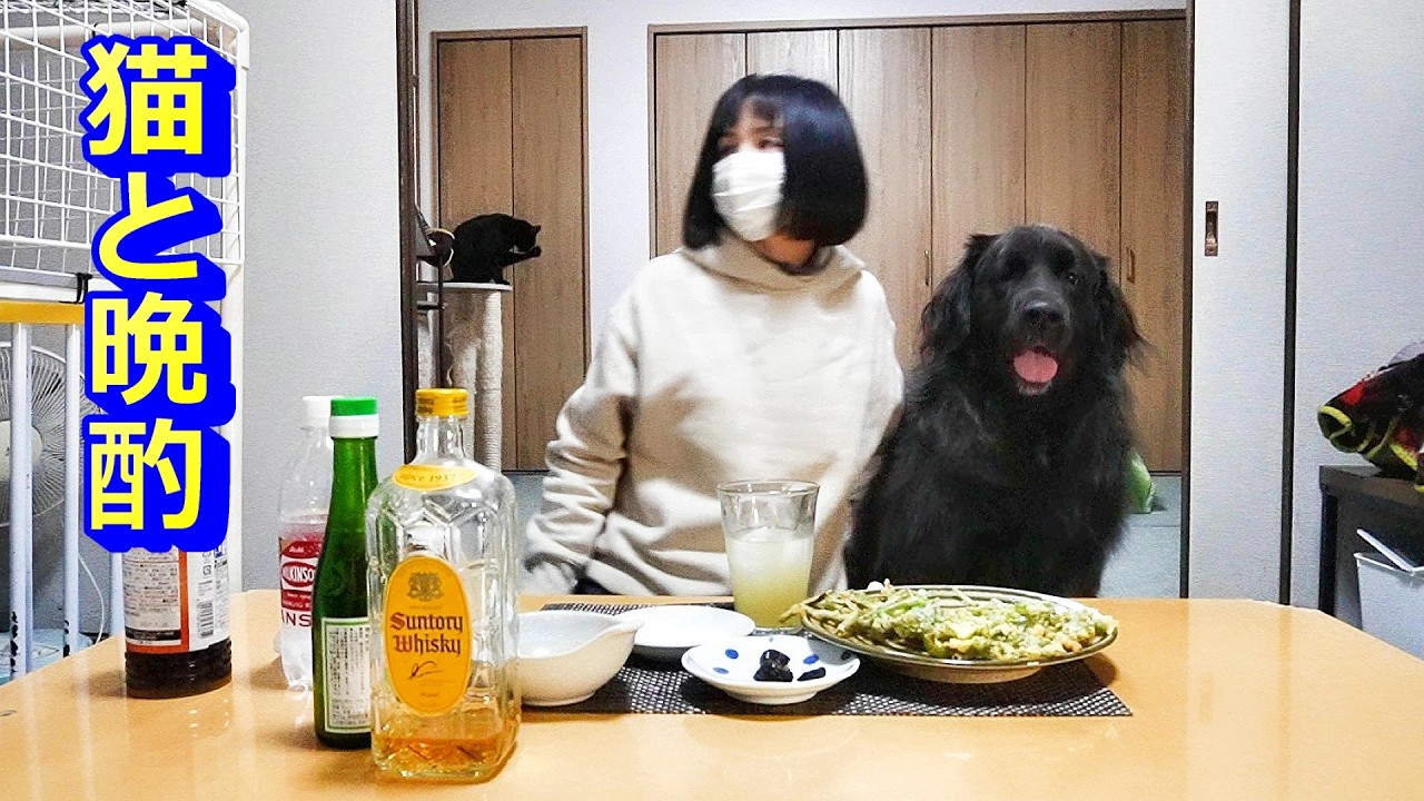 山菜の王で猫と晩酌！