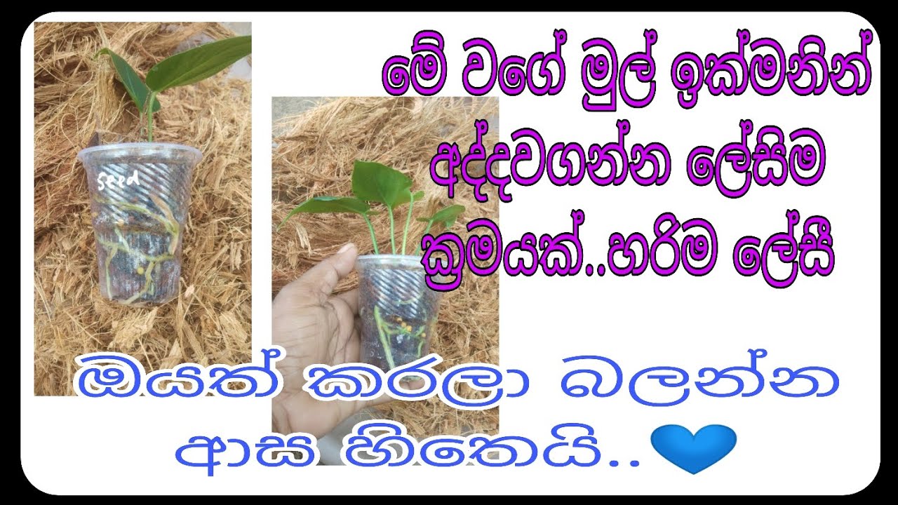 ලේසියෙන්ම මුල් අද්දන අලුත් ක්‍රමයක්#anthuriyamrooting#viralvido#anthuriyamlover
