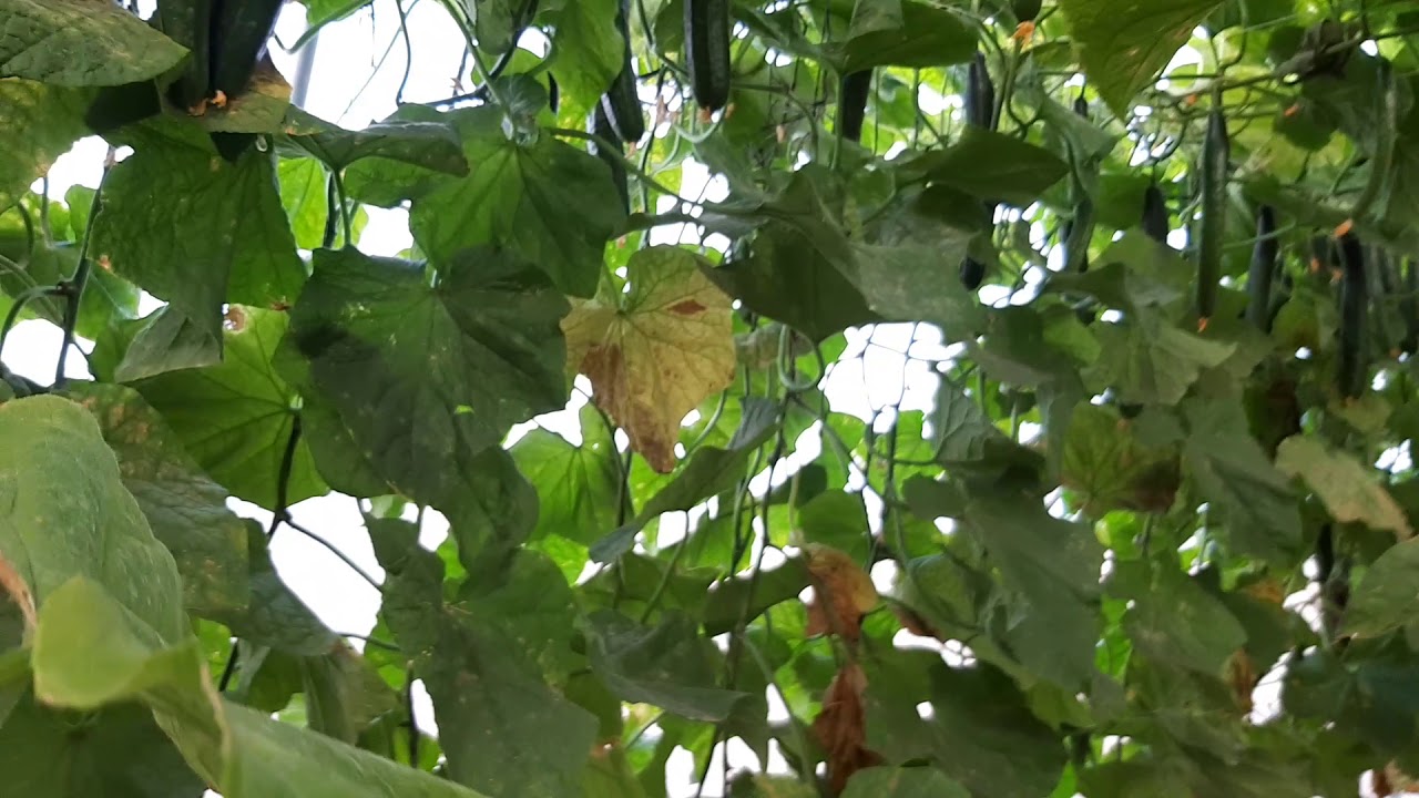 Panuka English Cucumber in GH4 - Week 16