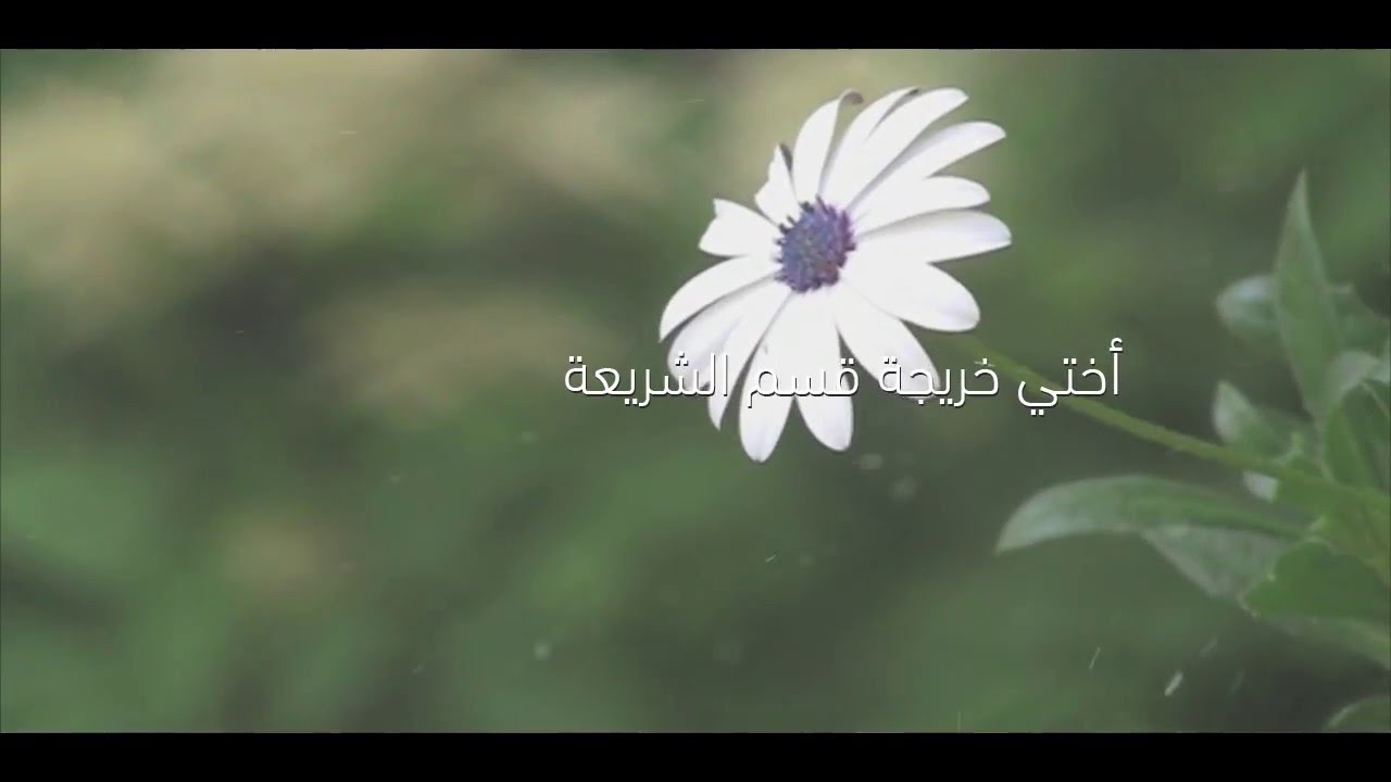 تخرج طالبات قسم الشريعة .