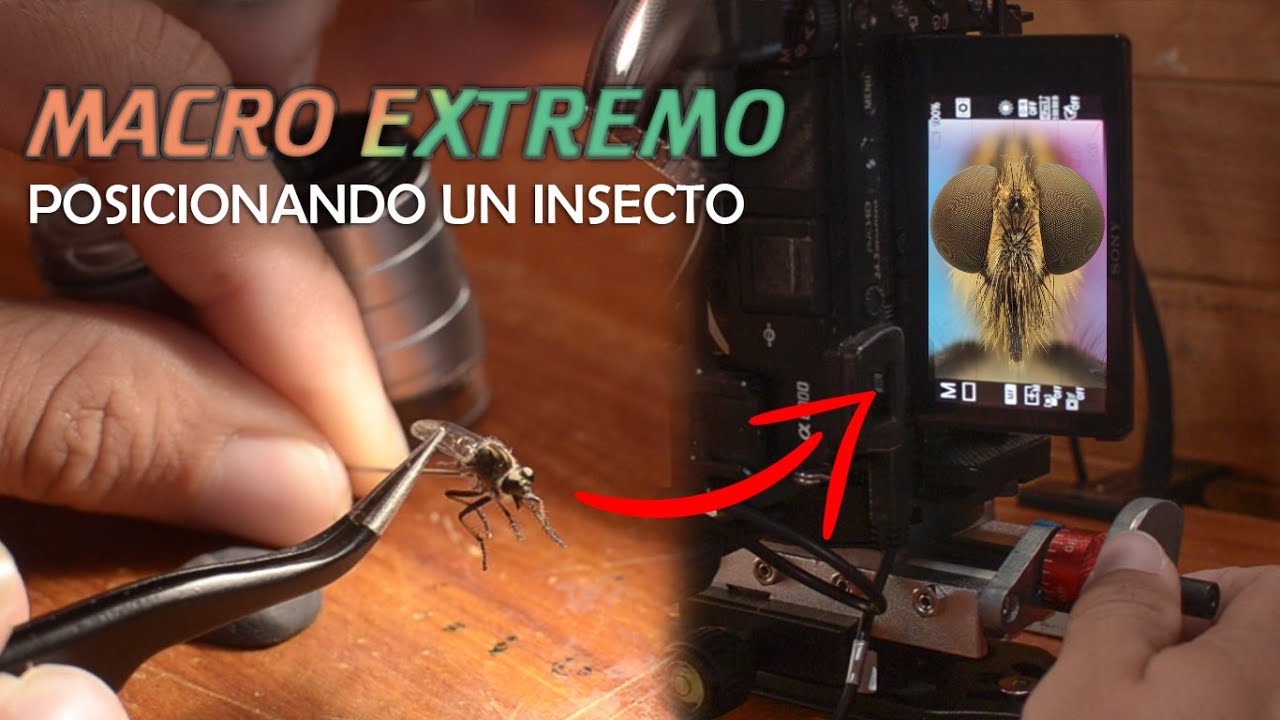 Fotografía MACRO EXTREMO | Posicionando un insecto