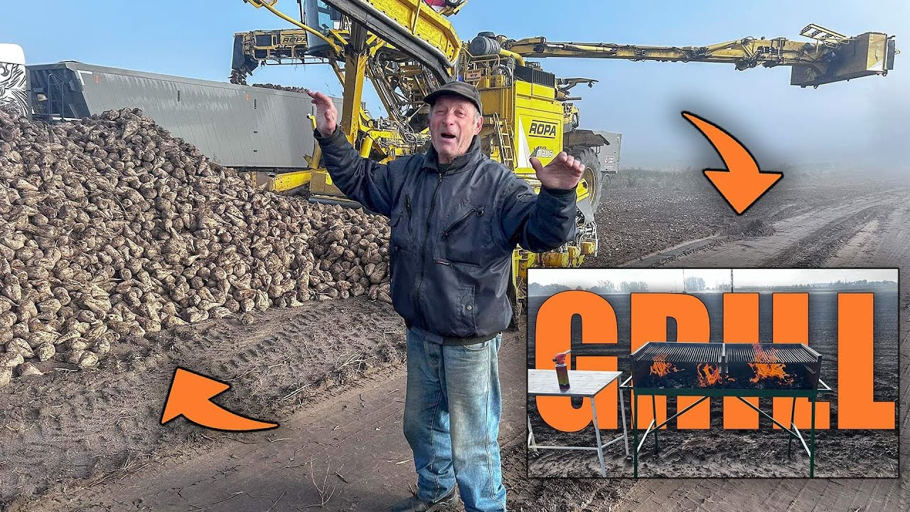 #VLOG Odbiór buraków cukrowych cześć 2/Zapraszamy na kiełbaskę z grilla na polu/ Buraki wyszły na +
