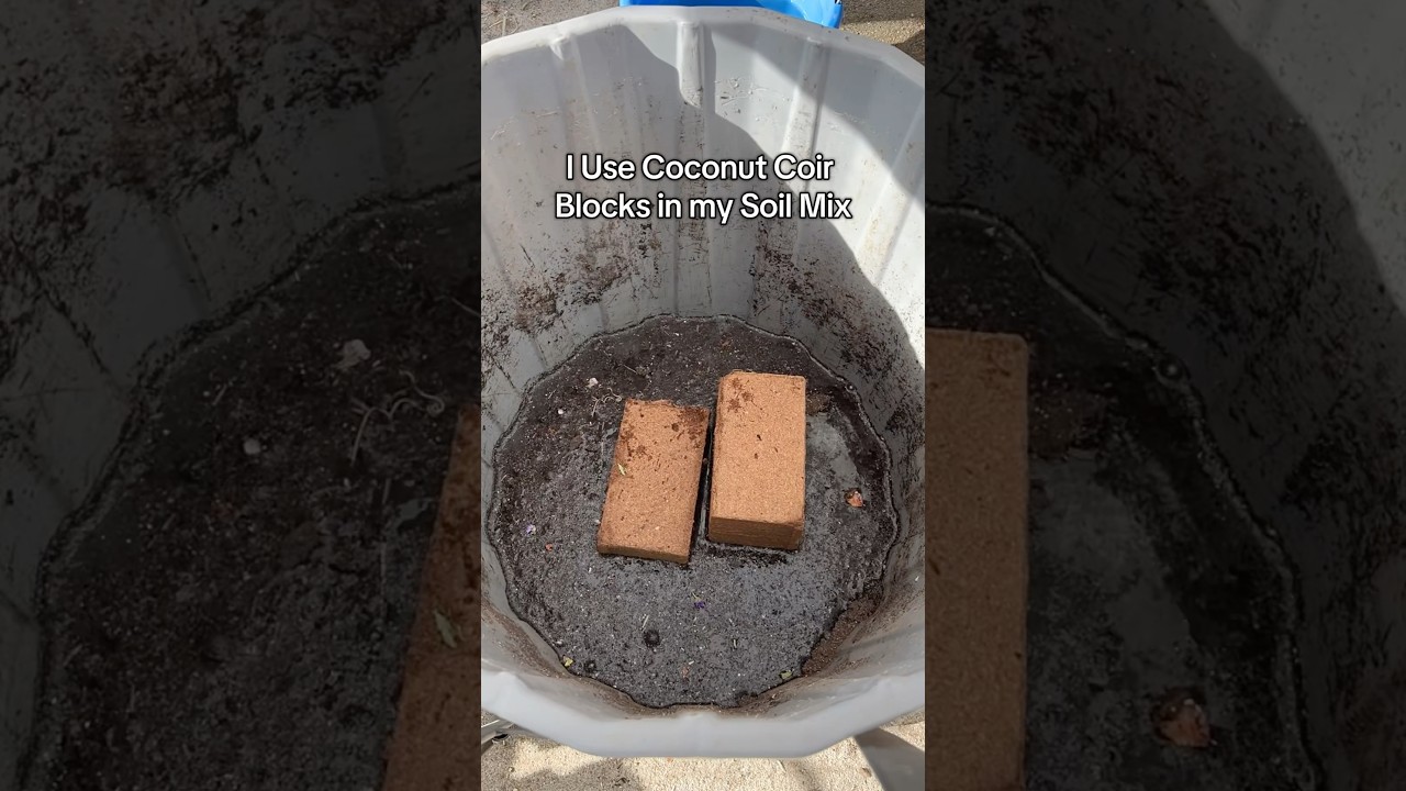 Coconut Coir Blocks