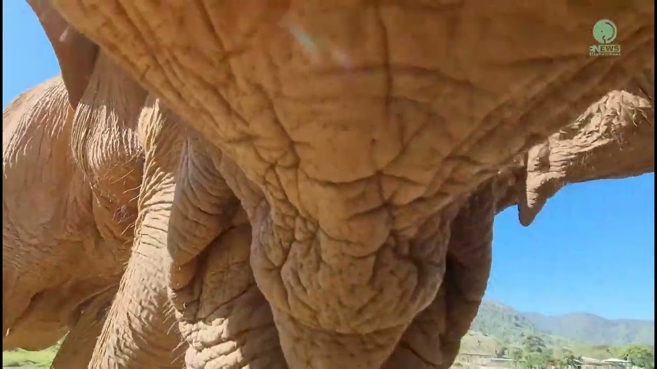 Elephant's language, how they communicate to each other.