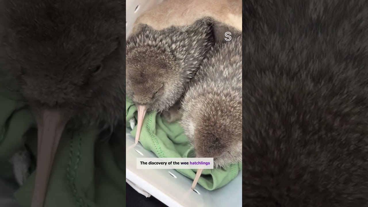 Rediscovered kiwi species stuns researchers with two newborn chicks | Stuff.co.nz