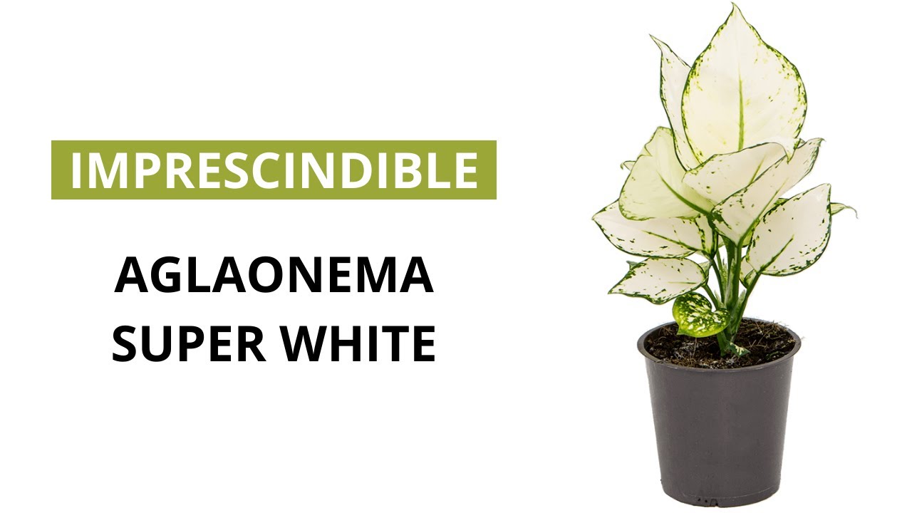 Aglaonema Super White: cuidados reales para mantenerla blanca