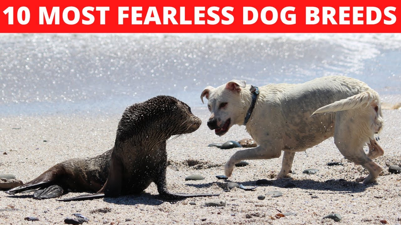 TOP 10 FEARLESS DOG BREEDS IN THE WORLD