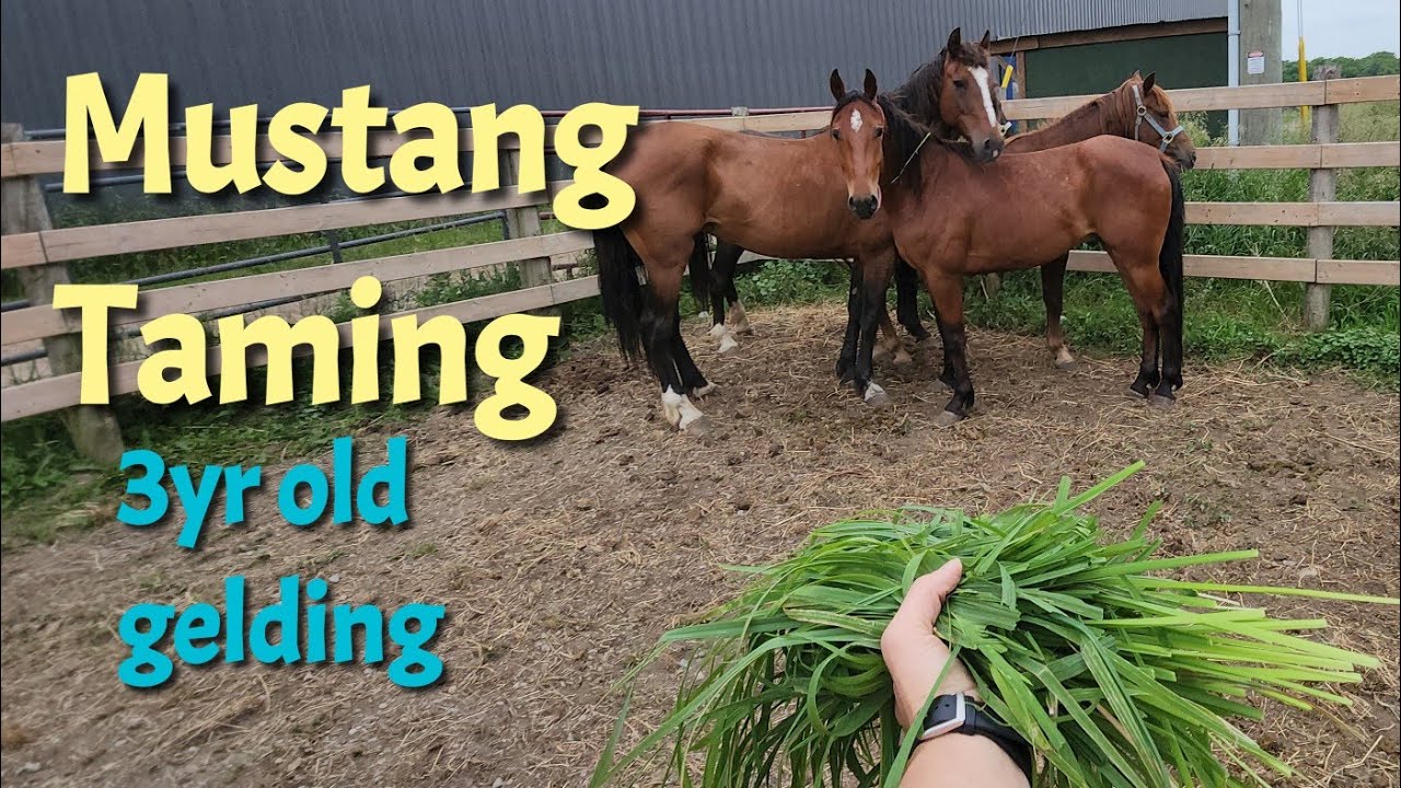 From wild to a new home - 3yr old gelding, mustang taming