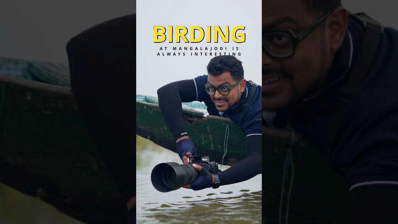 The best birding experience at Mangalajodi, Odisha 