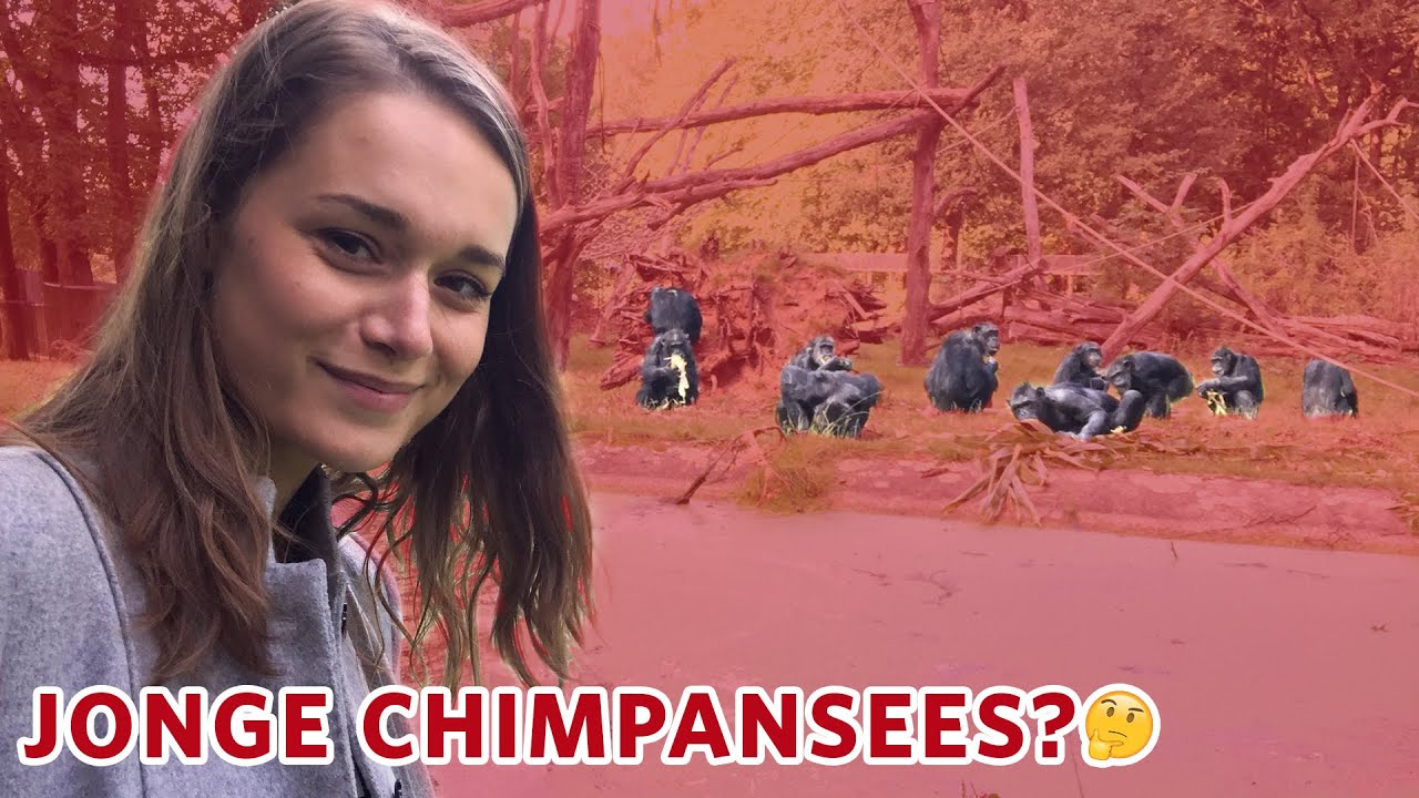 Waarom krijgen de CHIMPANSEES geen JONGEN? 🤔