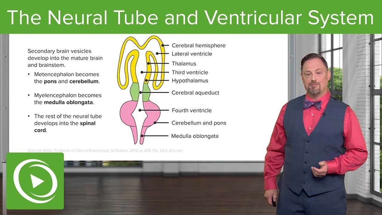 Embryology of the Heart: The Journey to Four Chambers 🔬